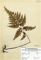 藏品(碗蕨)的圖片